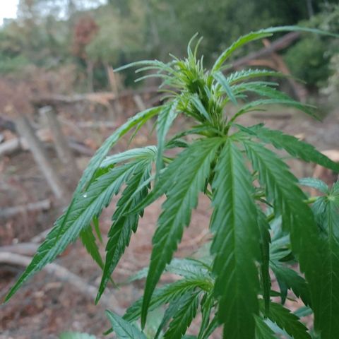 A1 growlog timeline photo