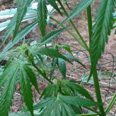 A1 growlog timeline photo