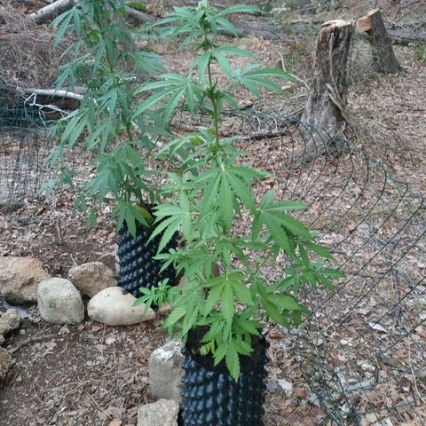 H2 growlog timeline photo