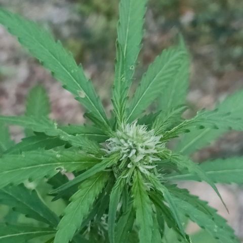 H2 growlog timeline photo
