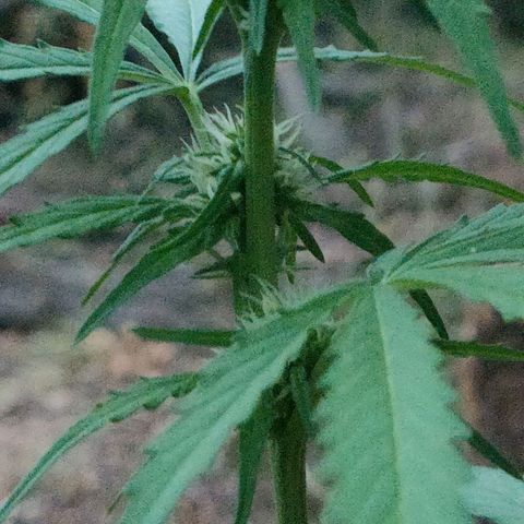 H2 growlog timeline photo