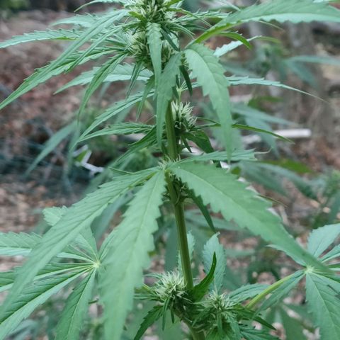 H2 growlog timeline photo