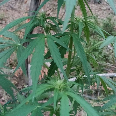A1 growlog timeline photo