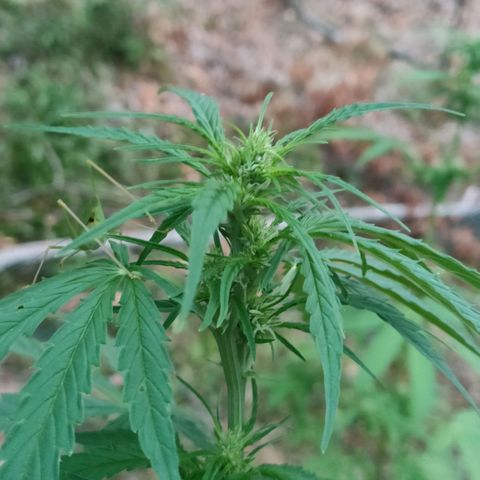 A1 growlog timeline photo
