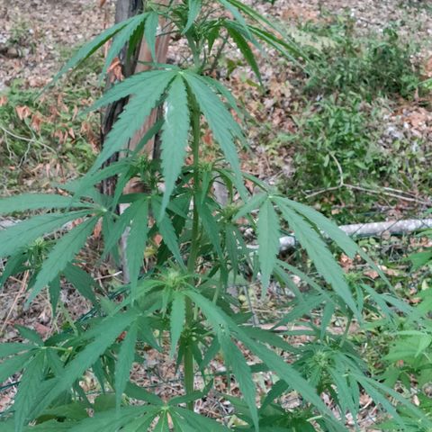 A1 growlog timeline photo