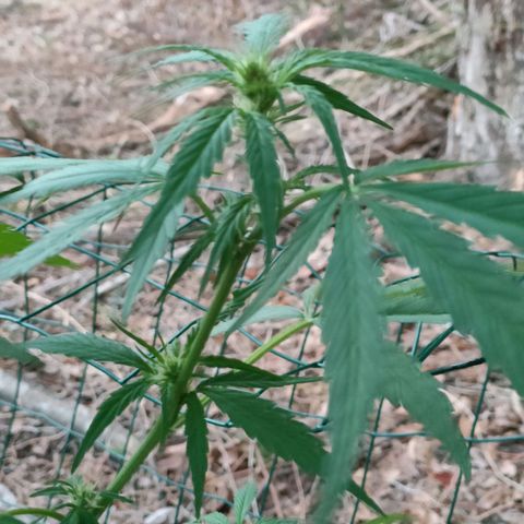 A1 growlog timeline photo