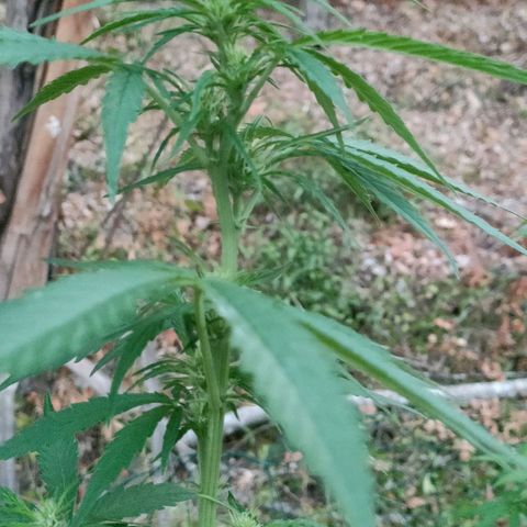 A1 growlog timeline photo