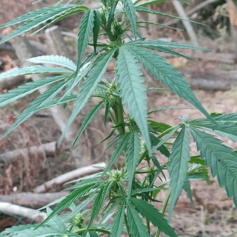 A1 growlog timeline photo