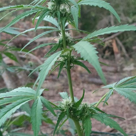 H2 growlog timeline photo