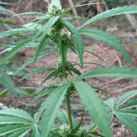 H2 growlog timeline photo