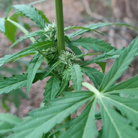H2 growlog timeline photo