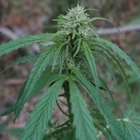 A1 growlog timeline photo