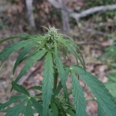 A1 growlog timeline photo