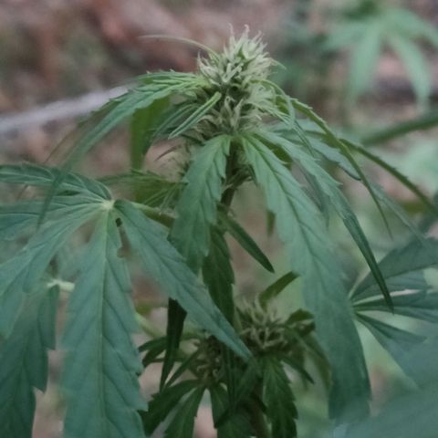 A1 growlog timeline photo