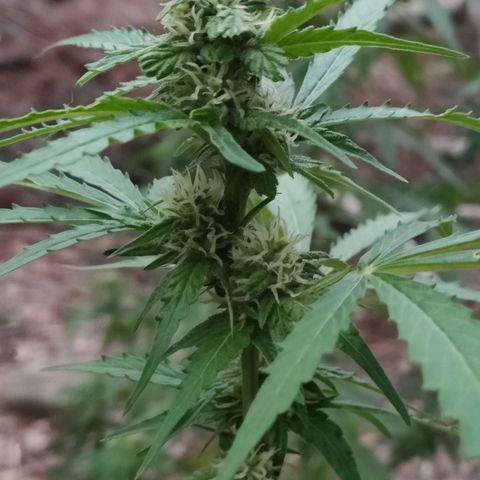 H2 growlog timeline photo