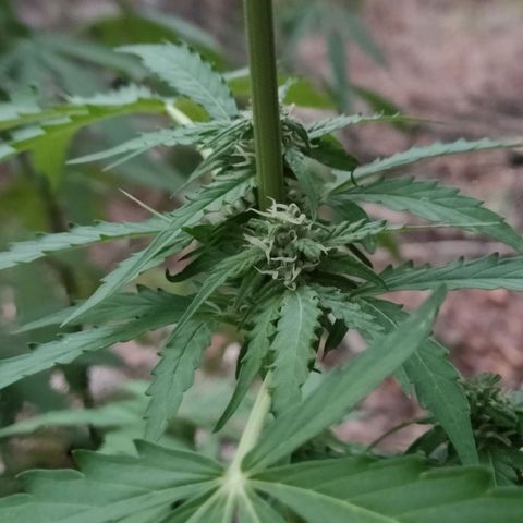H2 growlog timeline photo