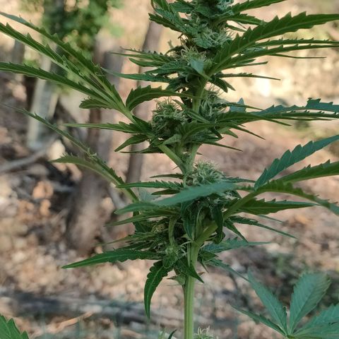 H2 growlog timeline photo