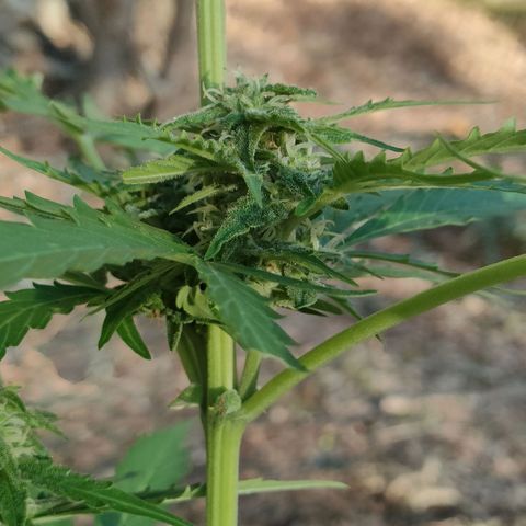 H2 growlog timeline photo