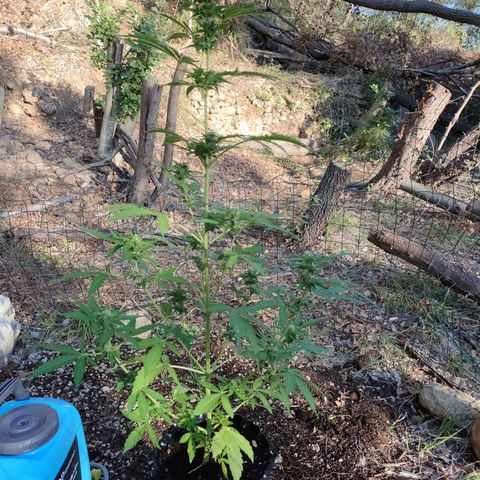 H2 growlog timeline photo
