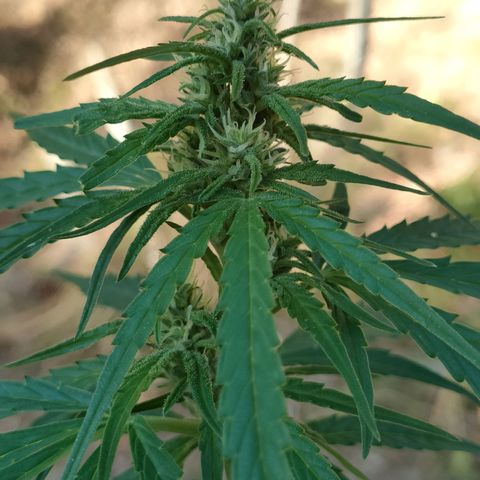 A1 growlog timeline photo