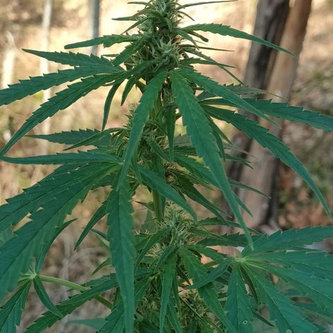 A1 growlog timeline photo