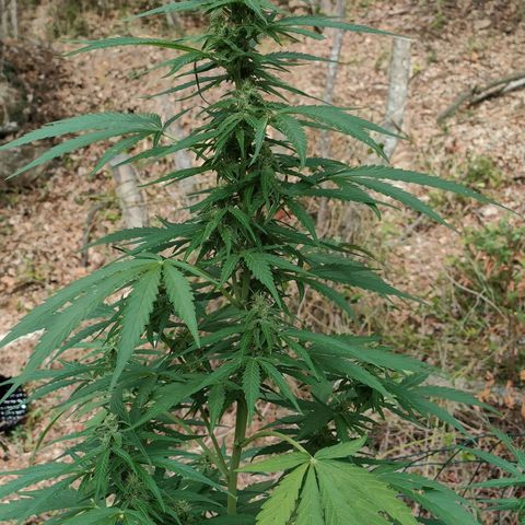 A1 growlog timeline photo