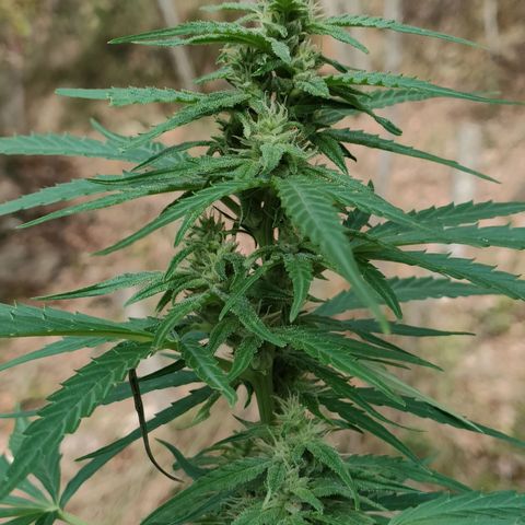 A1 growlog timeline photo