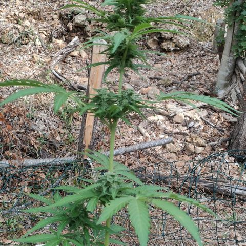 H2 growlog timeline photo