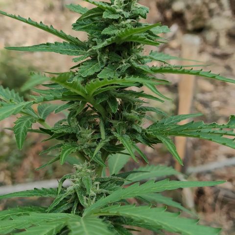 H2 growlog timeline photo