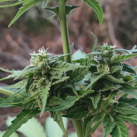 H2 growlog timeline photo