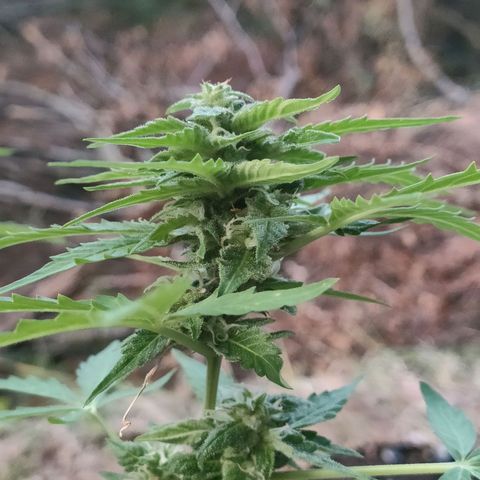 H2 growlog timeline photo