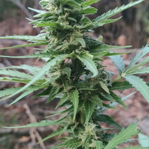 H2 growlog timeline photo