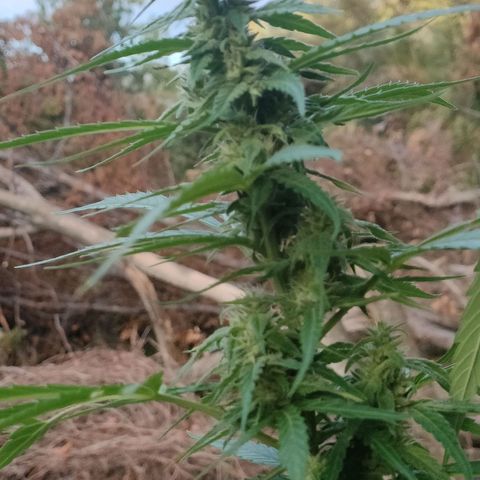 A1 growlog timeline photo