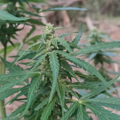 A1 growlog timeline photo