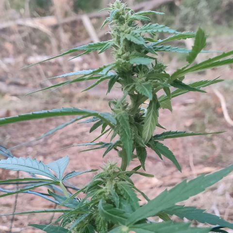 A1 growlog timeline photo