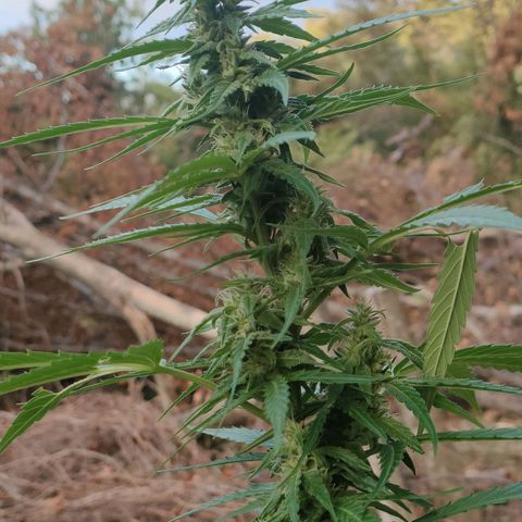 A1 growlog timeline photo