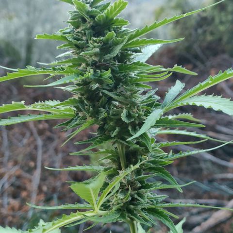 H2 growlog timeline photo
