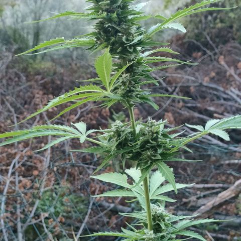 H2 growlog timeline photo
