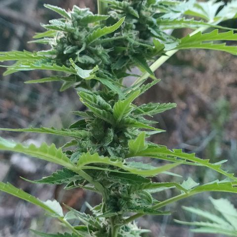 H2 growlog timeline photo