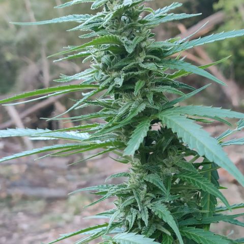 A1 growlog timeline photo
