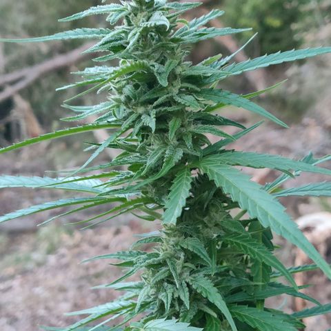 A1 growlog timeline photo