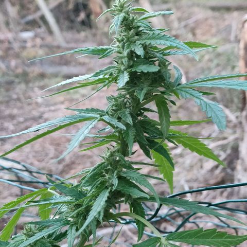 A1 growlog timeline photo