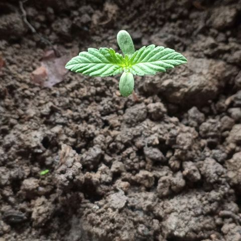 Blue Gelato 41 growlog timeline photo