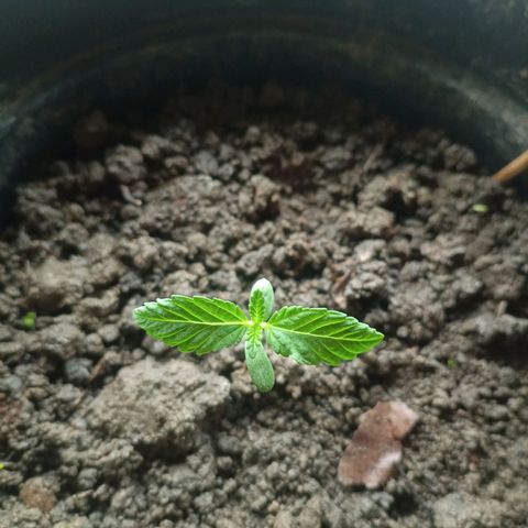 Blue Gelato 41 growlog timeline photo