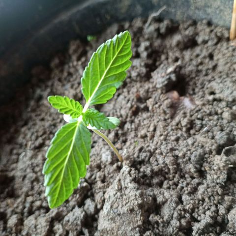 Blue Gelato 41 growlog timeline photo