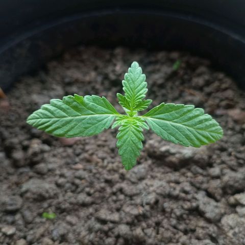 Blue Gelato 41 growlog timeline photo