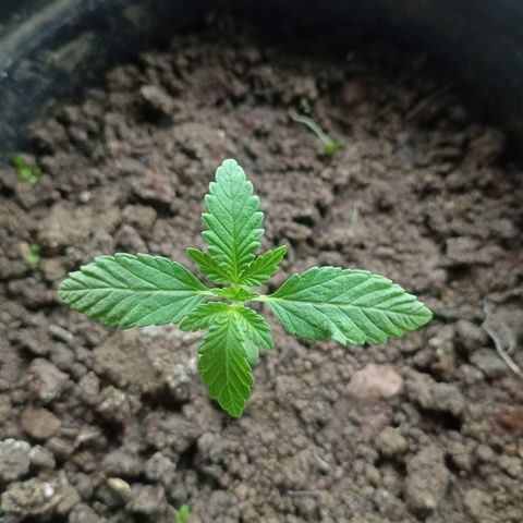 Blue Gelato 41 growlog timeline photo