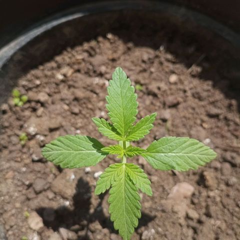 Blue Gelato 41 growlog timeline photo
