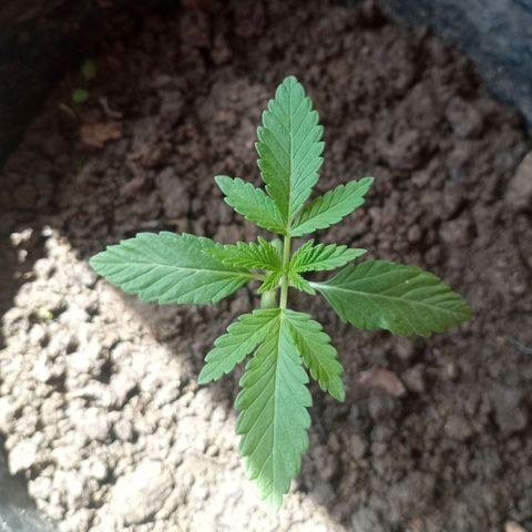 Blue Gelato 41 growlog timeline photo