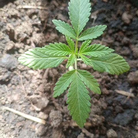 Blue Gelato 41 growlog timeline photo